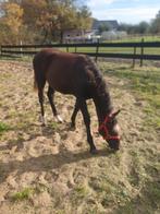 Stalling weidegang gezocht voor pony hengstveulen, Dieren en Toebehoren, Weidegang