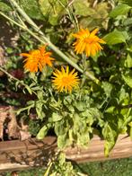 Calendula (Goudsbloem) Tuinplant Klein, Overige soorten, Volle zon, Eenjarig, Ophalen of Verzenden