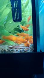 Zwaarddrager vrouw, Ophalen of Verzenden