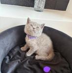 🐾100% Britse korthaar kittens🐾, Meerdere dieren, Ontwormd, 0 tot 2 jaar