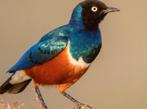 Ruilen pop 2025 driekleur Glansspreeuw tegen een man, Dieren en Toebehoren, Vogels | Overige Vogels, Mannelijk