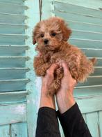 Maltipoo s foto 1 en2 gereserveerd, Overige rassen, CDV (hondenziekte), 8 tot 15 weken, Meerdere