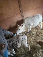 Mini zeboe vaas (2022) en stier (2025), Dieren en Toebehoren, Runderen, Meerdere dieren