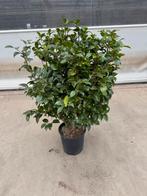 Camellia japonica p 27 cm h 100 cm, Tuin en Terras, Planten | Struiken en Hagen, Ophalen, Esdoorn, Minder dan 100 cm