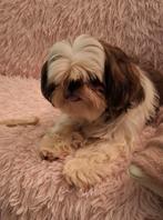 Super mooi shih tzu teefje met stamboom, Dieren en Toebehoren, Honden | Chihuahua's en Gezelschapshonden, Rabiës (hondsdolheid)