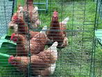 Te koop gevraagd omlet of eglu kunststof kippenhok, Dieren en Toebehoren, Ophalen of Verzenden, Kippenhok of Kippenren