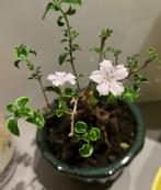 Serissa bonsai, Huis en Inrichting, Kamerplanten, Ophalen, In pot, Minder dan 100 cm, Bloeiende kamerplant