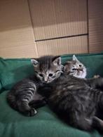 Super leuke kittens, Dieren en Toebehoren, Katten en Kittens | Overige Katten