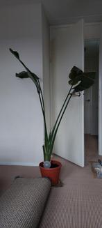 Strelitzia Nicolai - Paradijsvogelplant, Huis en Inrichting, Kamerplanten, Ophalen, 100 tot 150 cm, Palm, Halfschaduw