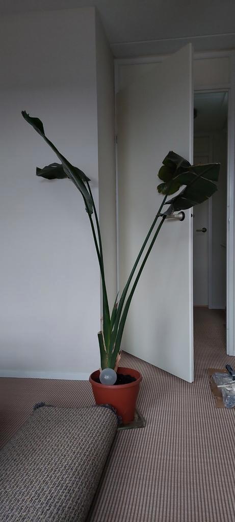Strelitzia Nicolai - Paradijsvogelplant, Huis en Inrichting, Kamerplanten, Palm, 100 tot 150 cm, Groene kamerplant, Halfschaduw