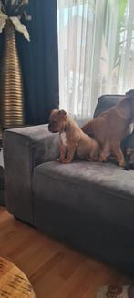 New english bulldog Mogen direct mee, Overige rassen, 8 tot 15 weken, Meerdere, Meerdere dieren