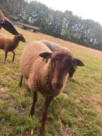 Solognote ramlammen, Vrouwelijk, Schaap