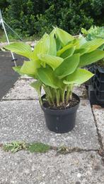 Leuke planten groot assortiment, Volle zon, Vaste plant, Zomer, Ophalen