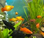 Diverse platy's., Dieren en Toebehoren, Vis, Zoetwatervis