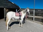 Pensionstal gezocht tussen Nieuwland (Amersfoort) en De Bilt, Dieren en Toebehoren, Stalling, 1 paard of pony