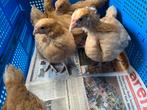 Orpington groot kuikens buff, Dieren en Toebehoren, Pluimvee, Geslacht onbekend, Kip