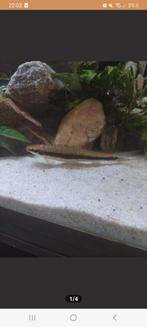 Siamese algeneter ruilen mag ook!!!!, Dieren en Toebehoren, Reptielen en Amfibieën, Amfibie
