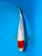 Tancho Sanke 28-35cm Hirasawa Japanse Koi, Karper of Koi