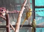halsbandparkiet, Dieren en Toebehoren, Vogels | Parkieten en Papegaaien, Meerdere dieren, Parkiet