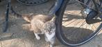 Boerderijpoezen, Dieren en Toebehoren, Katten en Kittens | Overige Katten, Poes