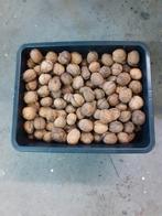 Heerlijke walnoten van 2025, Ophalen