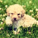 Toy poedel puppys mini toy poedels pup, Poedel, Rabiës (hondsdolheid), 8 tot 15 weken, Meerdere