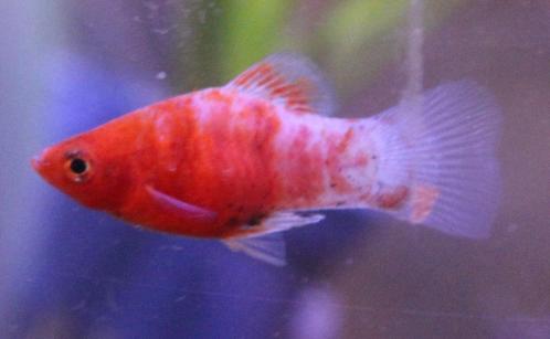 Platy "Mix", Dieren en Toebehoren, Vissen | Aquariumvissen, Zoetwatervis, Vis, Schoolvis