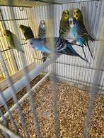 Grasparkieten, Dieren en Toebehoren, Vogels | Parkieten en Papegaaien, Meerdere dieren, Parkiet