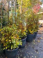 Beukenhaag groen en rood bladhoudend-Fagus Sylvatica, Ophalen, Beukenhaag, 100 tot 250 cm