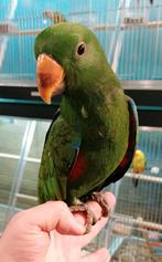 Edelpapegaai man super tam en getest., Mannelijk, Papegaai, Tam