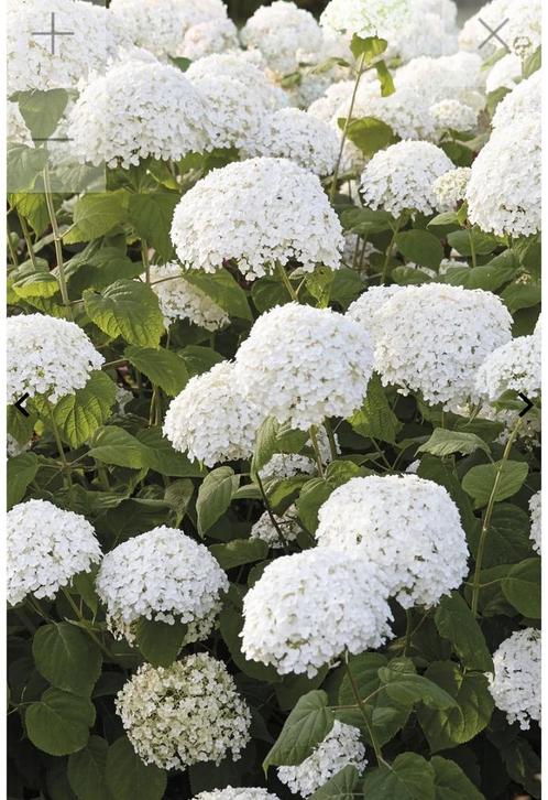 Hortensia Annabel strong nu voor €12,95 pst, Tuin en Terras, Planten | Tuinplanten, Vaste plant, Ophalen of Verzenden