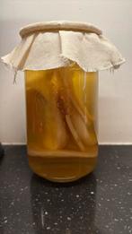 Kombucha, Ophalen