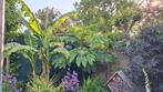 tetrapanax Pepyfera Steriodal Giant, Tuin en Terras, Planten | Tuinplanten, Ophalen of Verzenden, Zomer, Volle zon