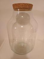 Planten terrarium - stolp, Ophalen, Halfschaduw, Minder dan 100 cm