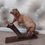 Opgezette hermelijn op boomstam, Verzamelen, Ophalen, Gebruikt, Overige soorten, Opgezet dier