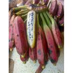 15 x Musa itinerans var. itinerans banaan zaden, Tuin en Terras, Ophalen, Gehele jaar, Volle zon, Zaad
