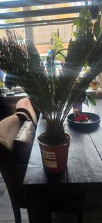 Mooie Palm in Pot, Huis en Inrichting, Kamerplanten, Ophalen, 100 tot 150 cm, Palm, Halfschaduw