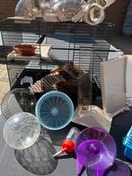 Hamsterkooi met accesoires voor dwerghamster, Kooi, Minder dan 75 cm, Zo goed als nieuw, Ophalen