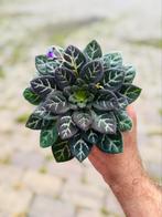 Primulina sinovietnamica, Verzenden, Overige soorten, Minder dan 100 cm