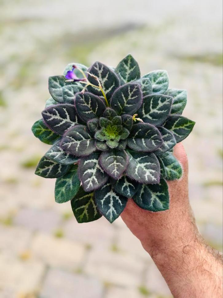 Primulina sinovietnamica, Huis en Inrichting, Kamerplanten, Overige soorten, Minder dan 100 cm, Verzenden