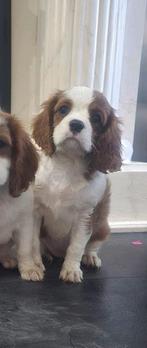 Cavalier king charles spaniel pup teefje, Dieren en Toebehoren, Honden | Retrievers, Spaniëls en Waterhonden, Rabiës (hondsdolheid)