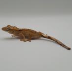 Jonge brindle superdalmatian wimpergekko / crested gecko, Dieren en Toebehoren, Reptielen en Amfibieën, Hagedis, 0 tot 2 jaar