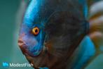 dutch-discus blue diamond 10-12 cm €60,00, Vis, Zoetwatervis