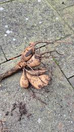 Mooie grote dahliaknol rood/witte bloemen, Tuin en Terras, Bloembollen en Zaden, Ophalen of Verzenden, Voorjaar, Volle zon, Knol