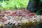 Vuurgarnalen / Neocaridina garnalen, Dieren en Toebehoren, Vissen | Aquaria en Toebehoren, Ophalen of Verzenden