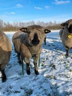 Hampshire Down ram, Mannelijk, Schaap