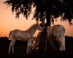 Haflinger merrie veulen, Dieren en Toebehoren, Paarden, Merrie, Minder dan 160 cm, Gechipt, Niet van toepassing