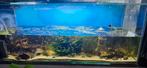 Groot Aquarium 150 bij 60 koi guppen en garnalen en planten, Ophalen of Verzenden, Gebruikt, Gevuld zoetwateraquarium