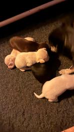 5 gezonde Chihuahua pups champagne/ wit /zwarten choco bruin, Dieren en Toebehoren, Honden | Chihuahua's en Gezelschapshonden
