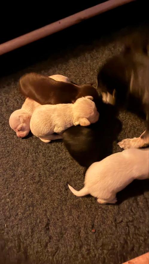 5 gezonde Chihuahua pups champagne/ wit /zwarten choco bruin, Dieren en Toebehoren, Honden | Chihuahua's en Gezelschapshonden